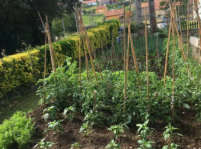 Casa Amalia بيت ضيافة 3*